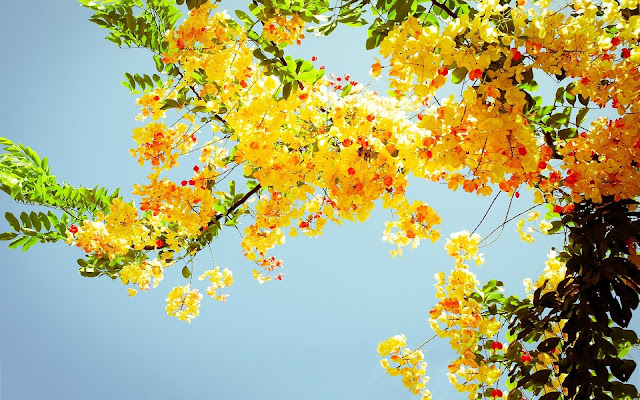 Yellow flower blossom in tree top, with sky and sun behind