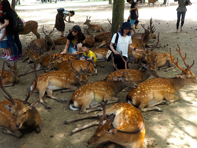 Deer in Nara Park, Kansai, Japan
