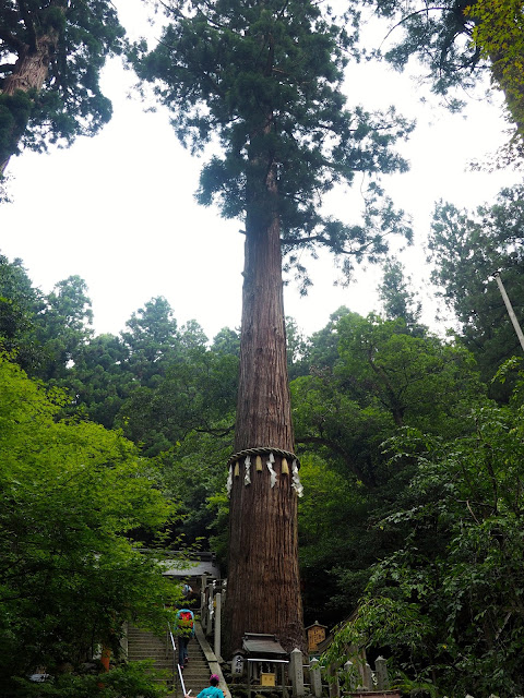 Pine tree on the hiking path from Kurama to Kibune, Kyoto, Japan
