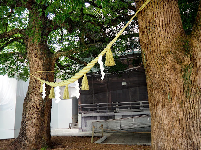 Meiji Jingu Shrine couples trees, Tokyo, Japan
