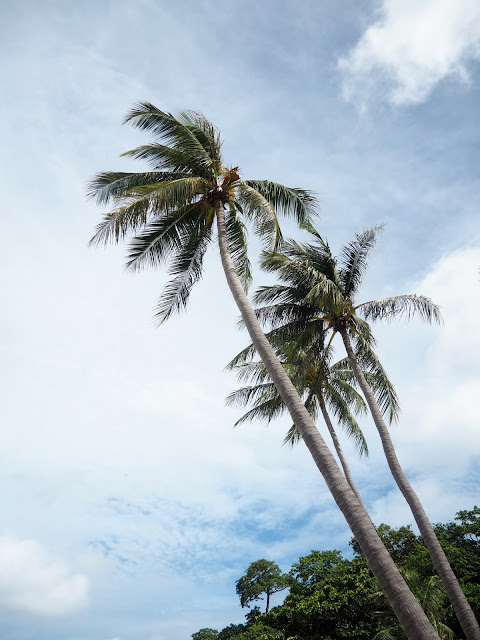 Palm trees on Racha Island, Phuket, Thailand