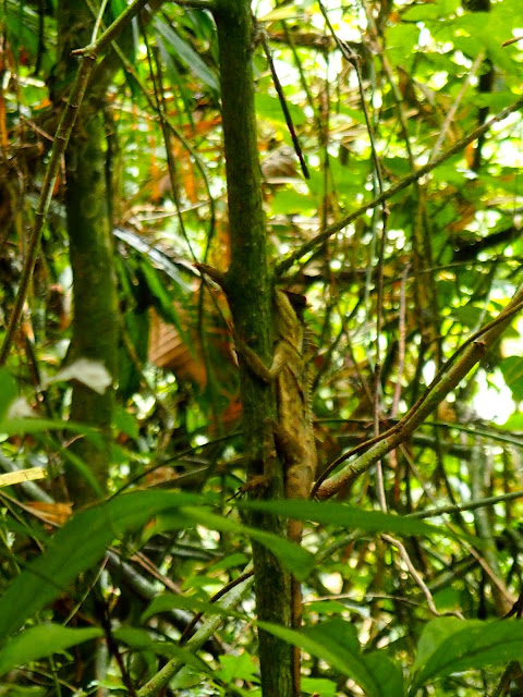 Lizard on jungle trek near Cheow Lan Lake, Khao Sok National Park, Thailand
