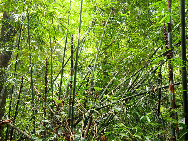 Bamboo on jungle trek near Cheow Lan Lake, Khao Sok National Park, Thailand