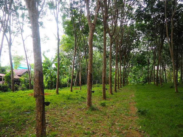 Rubber trees near homestay in Krabi, Thailand