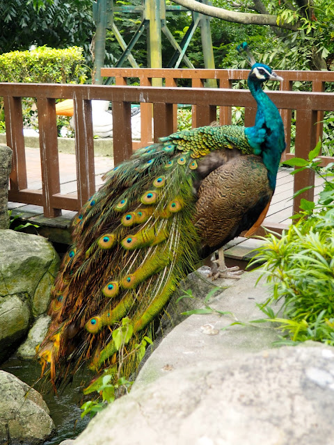 Peacock at the Bird Park, Kuala Lumpur, Malaysia