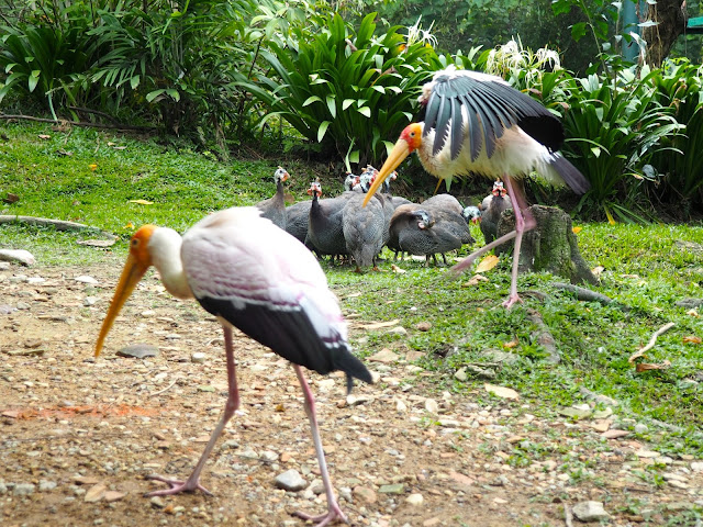 Bird Park, Kuala Lumpur, Malaysia