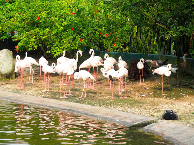 Flamingos at the Bird Park, Kuala Lumpur, Malaysia