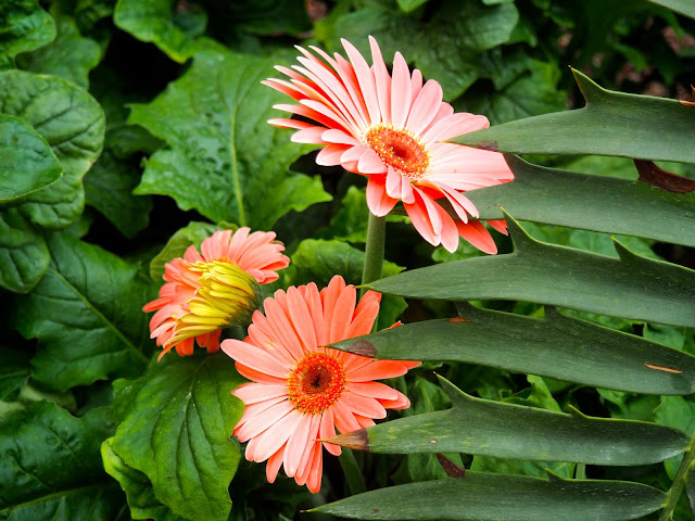 Daisies in the Flower Dome, Gardens by the Bay, Singapore