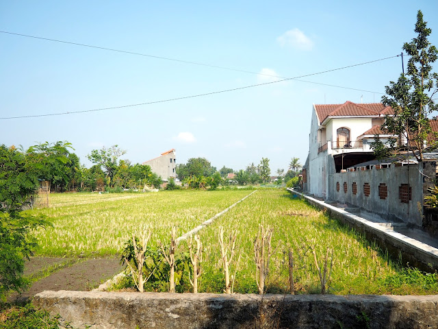 Rice fields outside Yogyakarta, Java, Indonesia