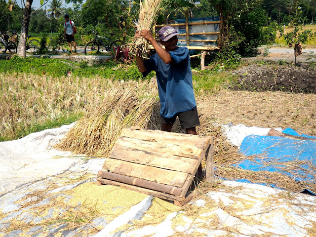 Rice farmer outside Yogyakarta, Java, Indonesia