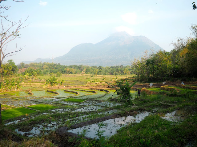 Rice fields & volcano in East Java, Indonesia