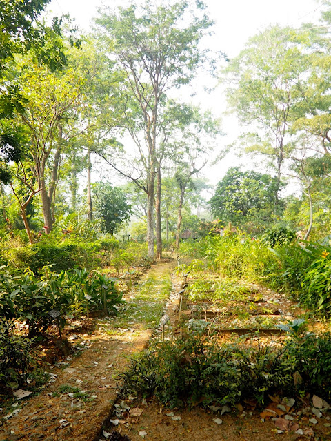 Herb garden at PPLH Seloliman Nature Reserve, East Java, Indonesia