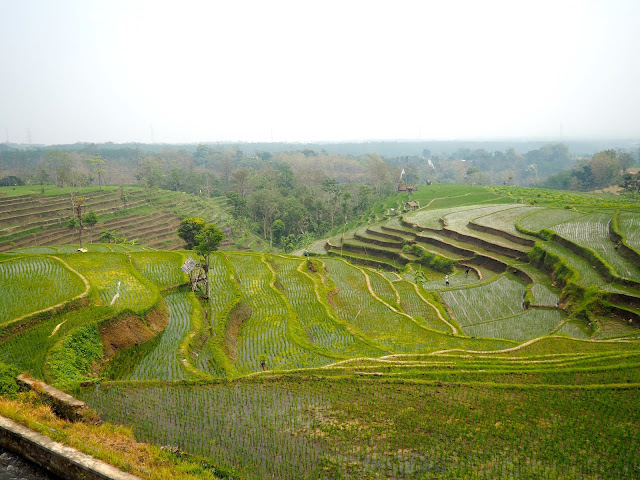 Rice terraces near Seloliman village, East Java, Indonesia