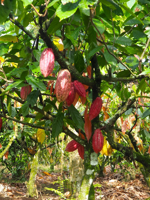 Cocoa bean plant in Glenmore plantation, Kalibaru, East Java, Indonesia