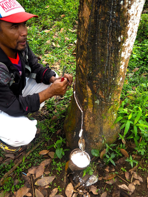 Rubber tree at Glenmore plantation, Kalibaru, East Java, Indonesia