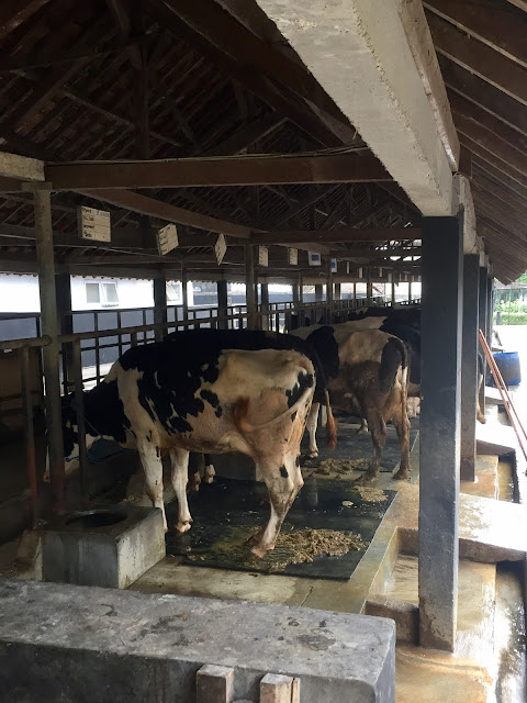 Dairy farm in Kalibaru, East Java, Indonesia