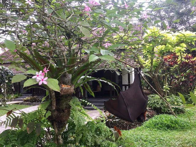 Fruit bat in Kalibaru, East Java, Indonesia