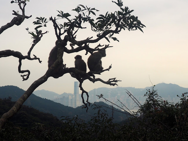 Monkey Mountain, New Territories, Hong Kong