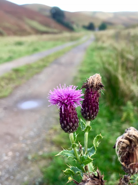 Scottish thistles