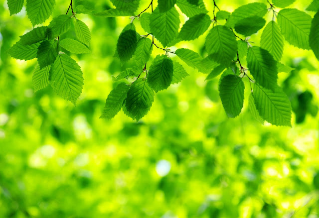 Green leaves hanging from tree branches, blurred sunlight background
