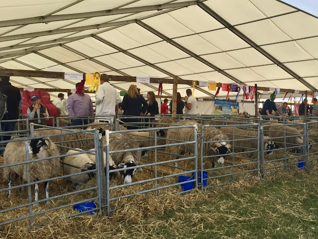 Sheep tent at the Royal Highland Show, Edinburgh, Scotland