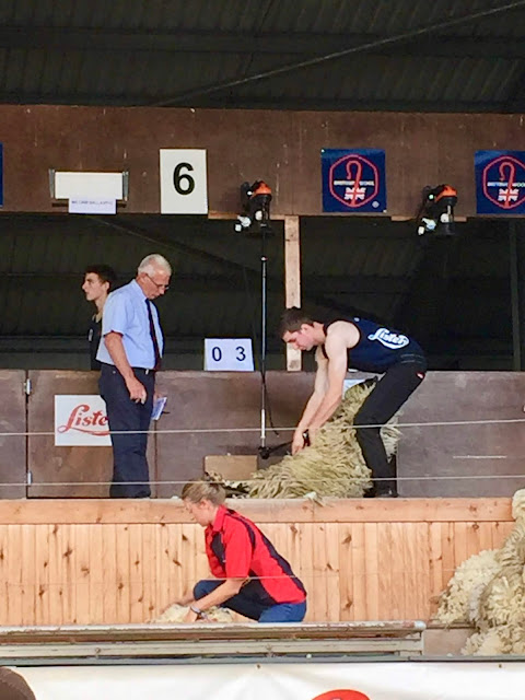 Sheep shearing competition at the Royal Highland Show, Edinburgh, Scotland