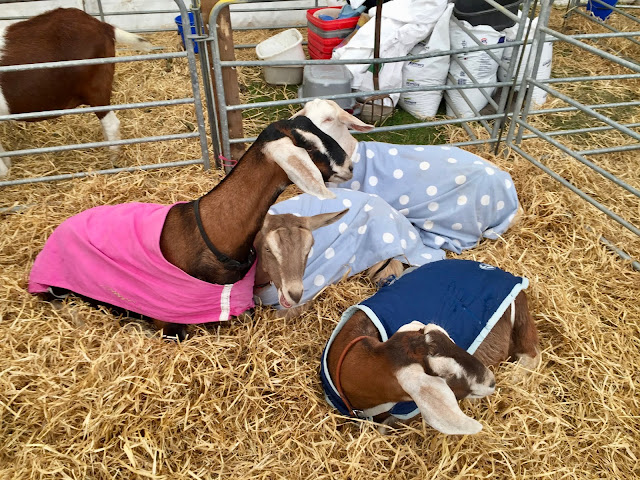 Goat tent at the Royal Highland Show, Edinburgh, Scotland