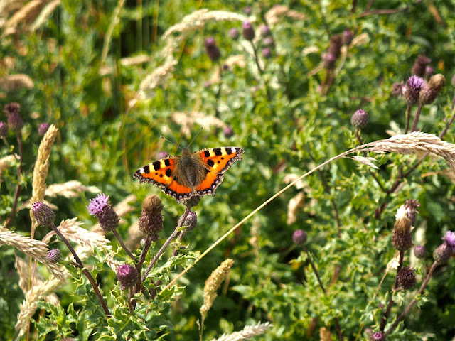 Butterfly on thistles near Stonehaven, Aberdeenshire, Scotland