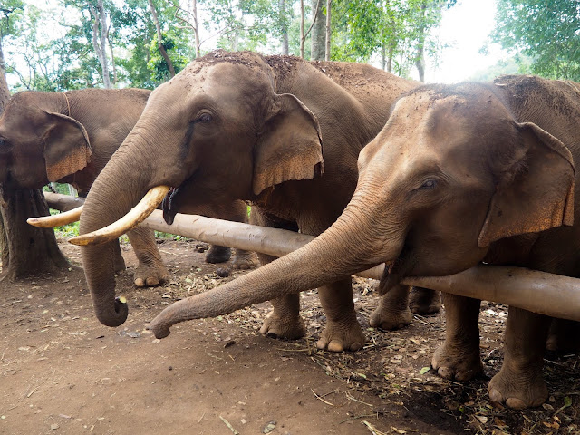 Elephant sanctuary, Chiang Mai, Thailand