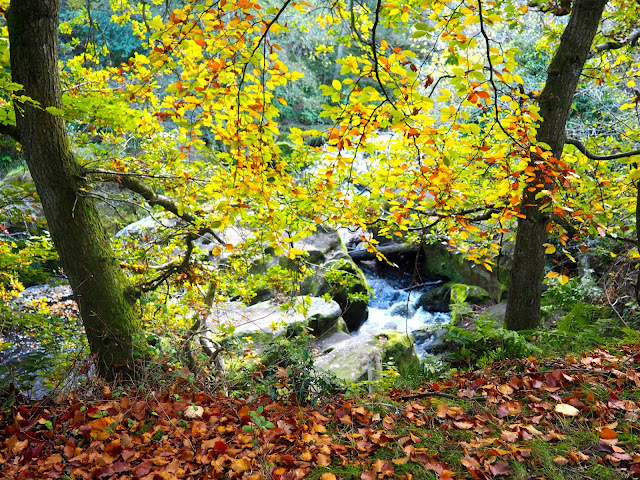 Autumn in Roslin Glen, near Edinburgh, Scotland