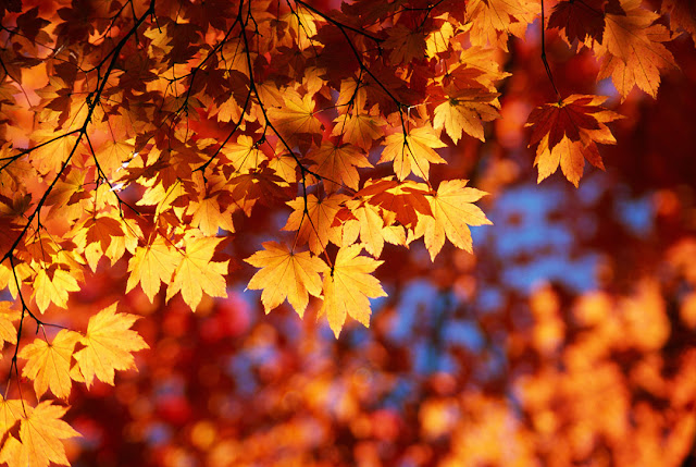 Orange and red coloured autumn/ fall leaves