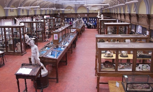 Edinburgh University Anatomical Museum