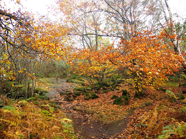 Autumn scenery while hiking on Corstorphine Hill, Edinburgh, Scotland