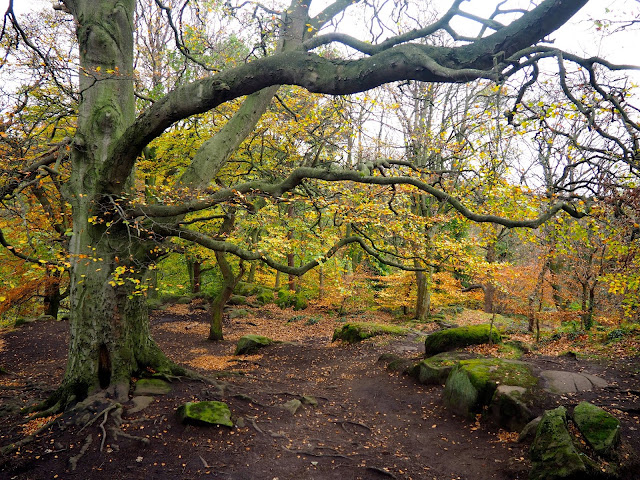 Autumn woods while hiking on Corstorphine Hill, Edinburgh, Scotland