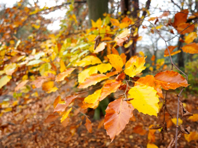 Autumn leaves on Corstorphine Hill, Edinburgh, Scotland
