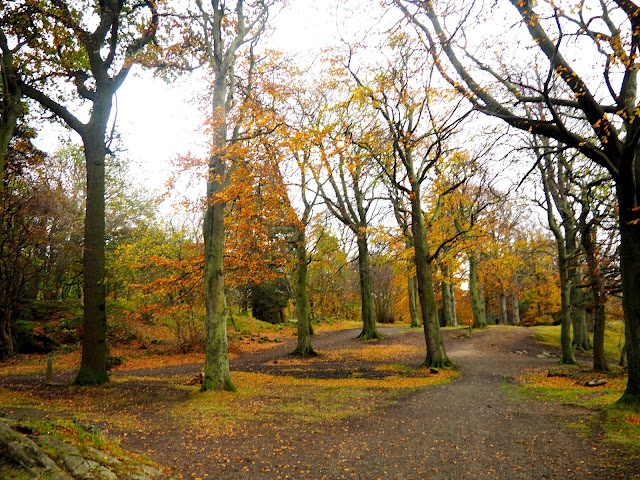 Autumn woodlands while hiking on Corstorphine Hill, Edinburgh, Scotland