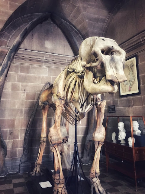 Elephant skeleton in the Edinburgh University Anatomical Museum