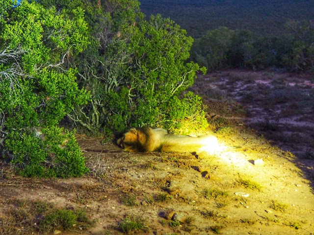 Sleeping male lion in Addo Elephant National Park, South Africa