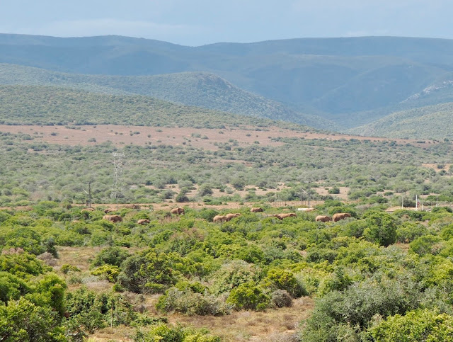 Elephant herd in Addo Elephant National Park, South Africa