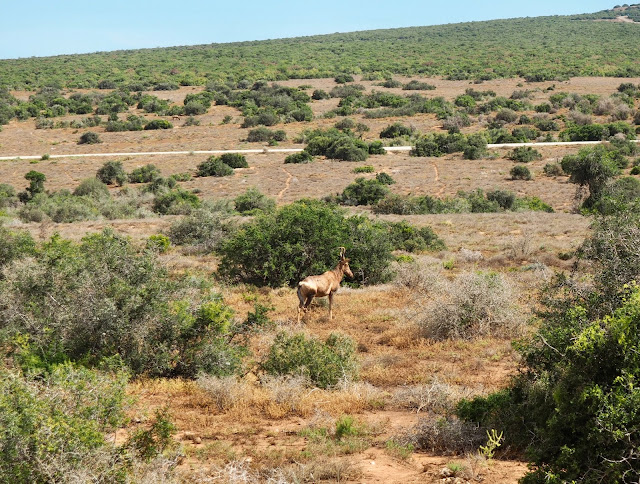 Antelope in Addo Elephant National Park, South Africa