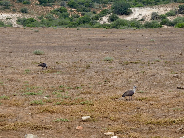 Bird species in Addo Elephant National Park, South Africa