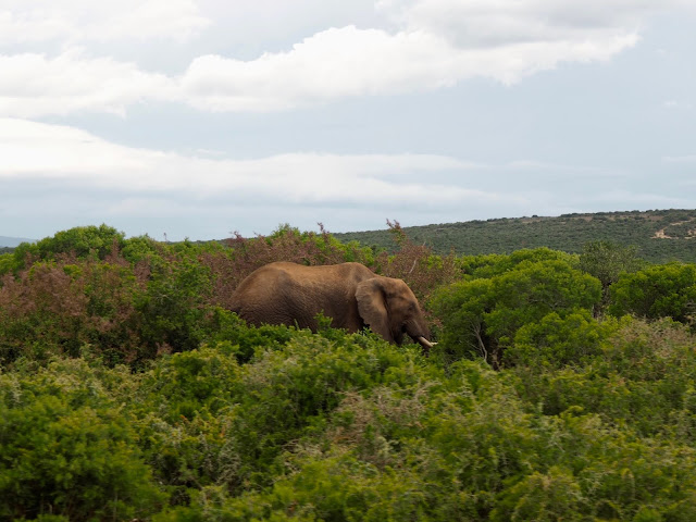 African elephant in Addo Elephant National Park, South Africa