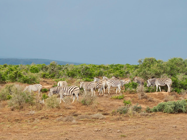 Zebra herd in Addo Elephant National Park, South Africa