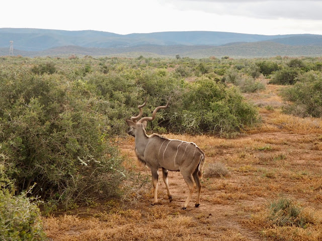 Kudu antelope in Addo Elephant National Park, South Africa
