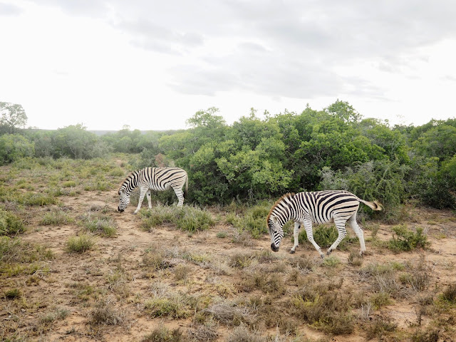 Zebra in Addo Elephant National Park, South Africa