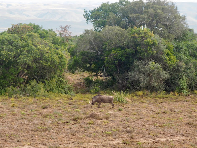 Warthog in Addo Elephant National Park, South Africa