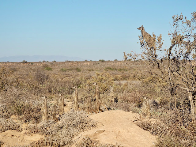 Meerkat Experience, Oudtshoorn, South Africa