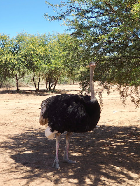 Safari Ostrich Farm, Oudtshoorn, South Africa