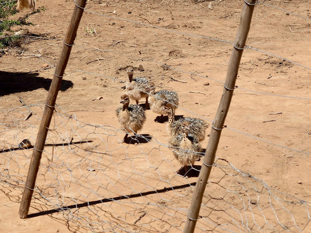 Baby ostriches at Safari Ostrich Farm, Oudtshoorn, South Africa