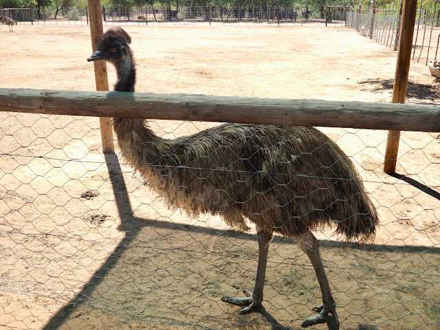 Emu at Safari Ostrich Farm, Oudtshoorn, South Africa